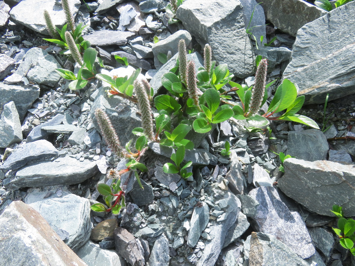 Image of genus Salix specimen.