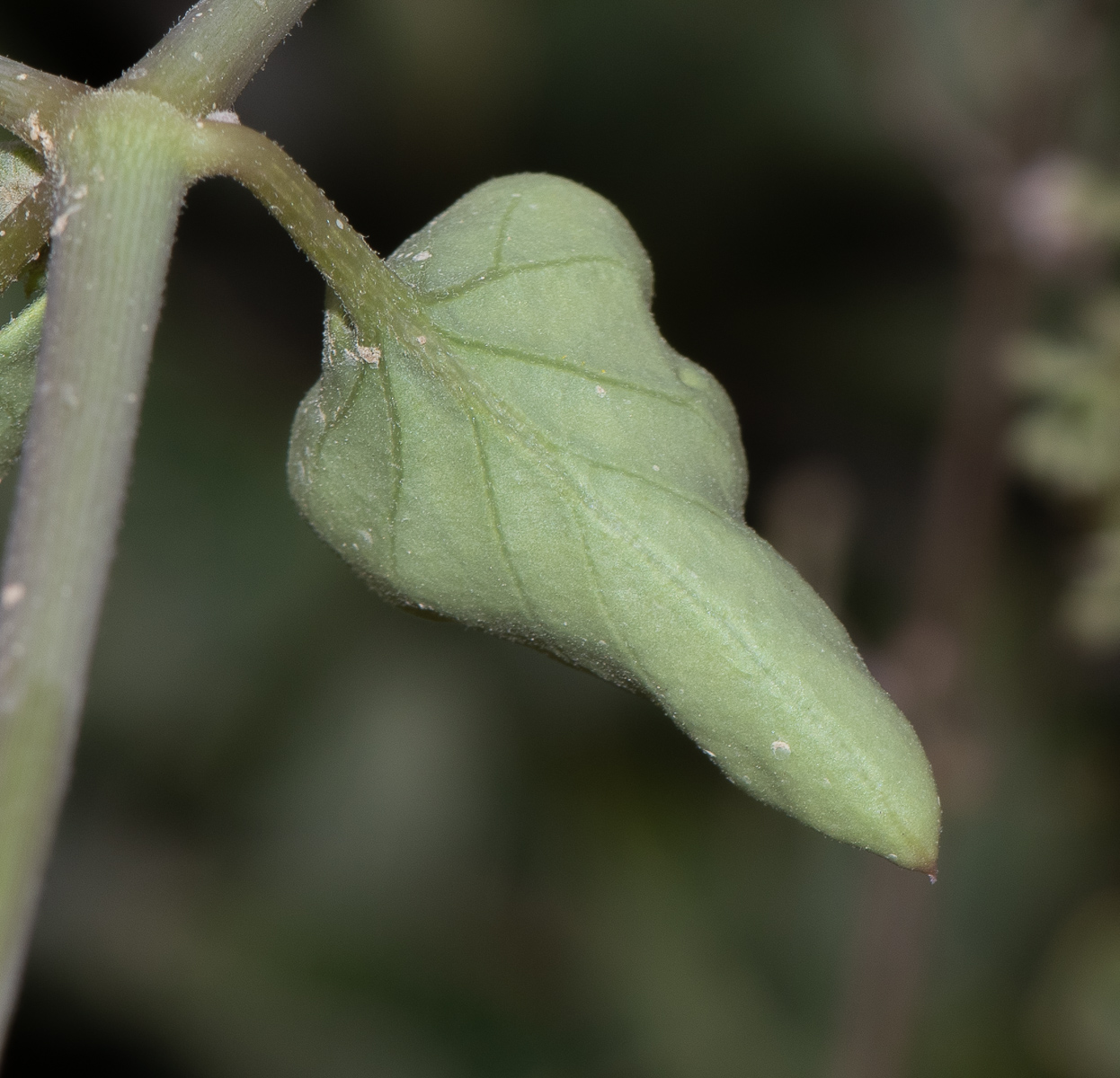 Image of Commicarpus helenae specimen.