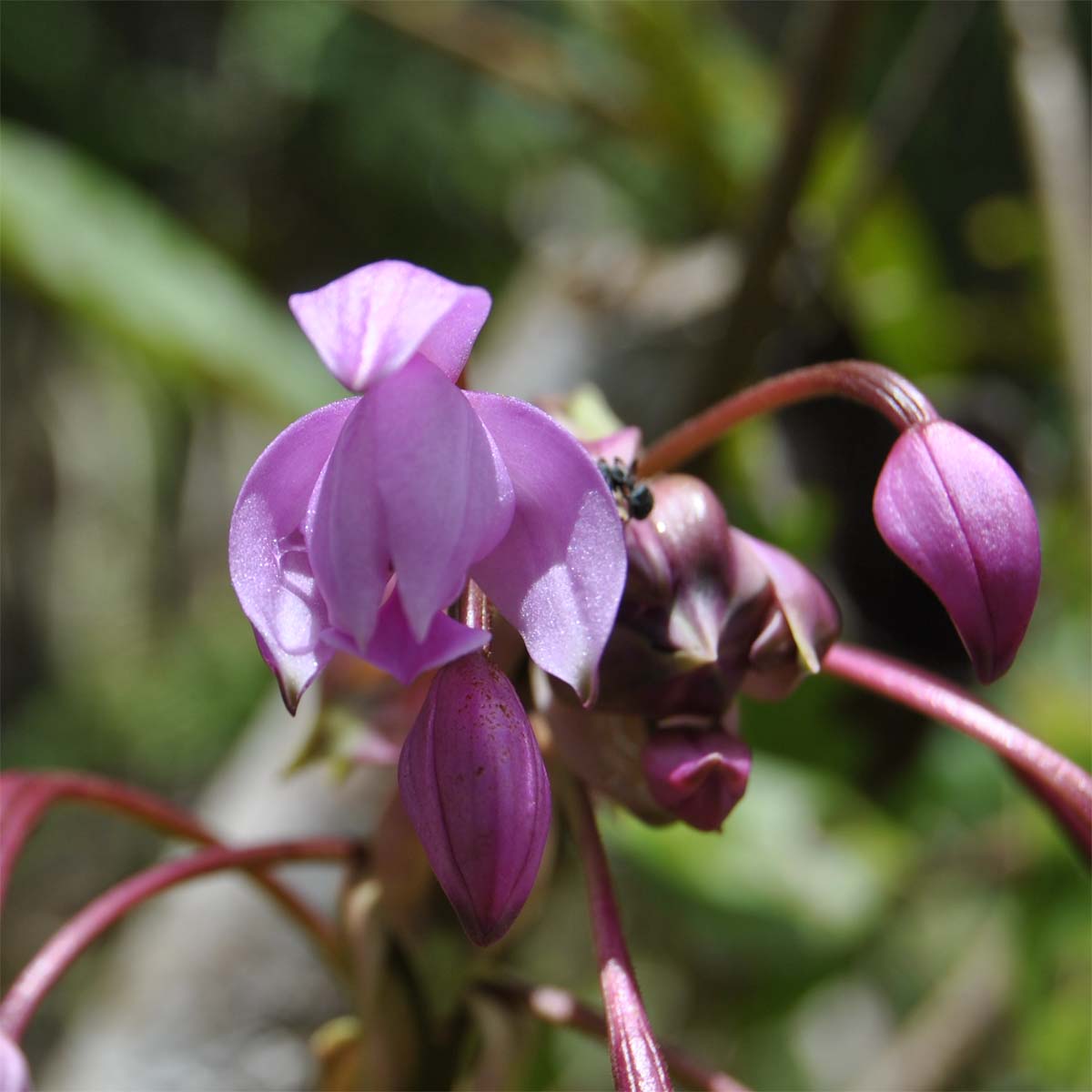 Изображение особи Spathoglottis plicata.