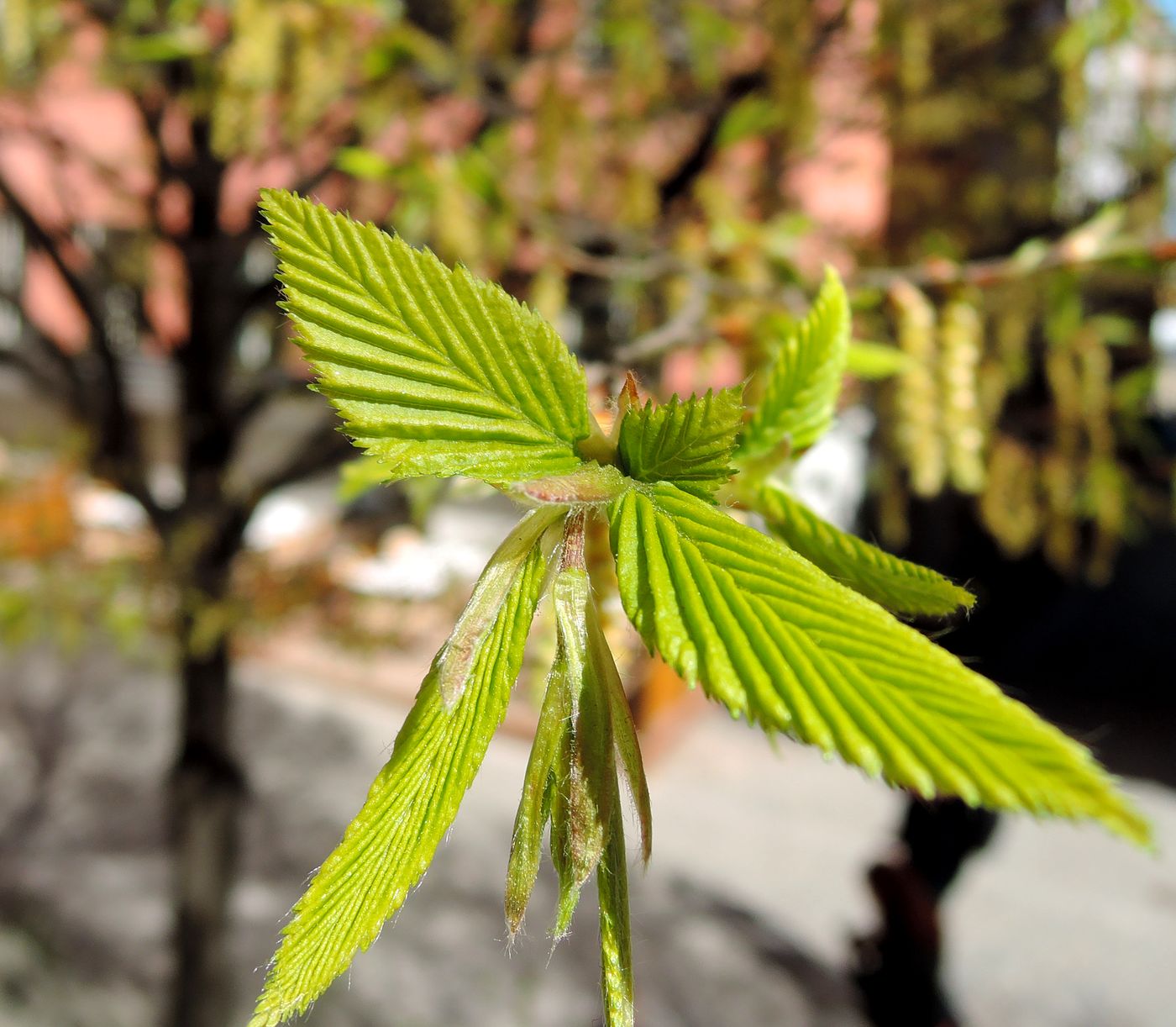 Изображение особи Carpinus betulus.