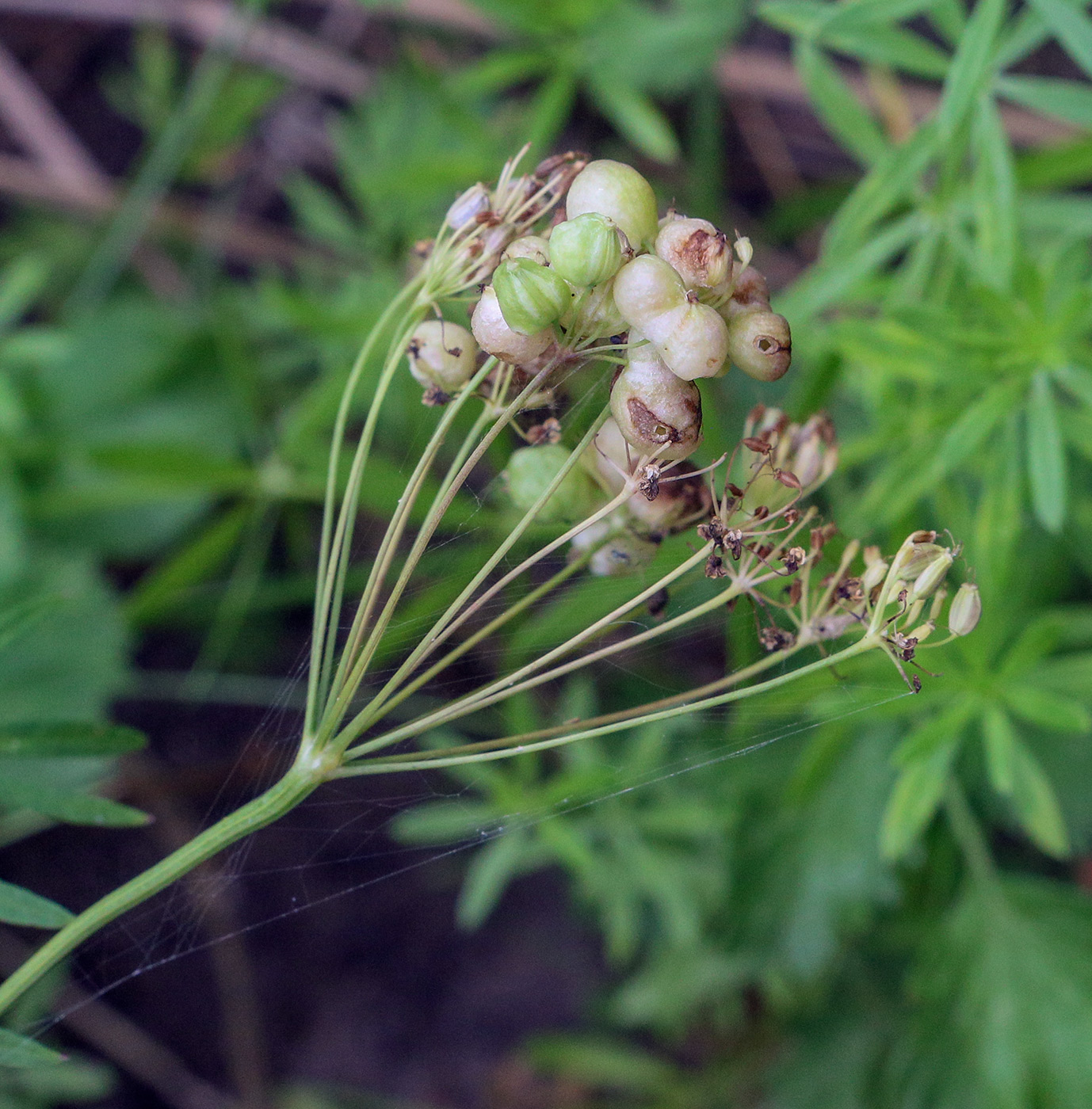 Изображение особи семейство Apiaceae.