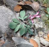 Corydalis rutifolia. Цветущее растение среди опавших листьев Quercus alnifolia. Республика Кипр, Троодос (Τρόοδος), пешеходная тропа \"Докса си о Теос\" (μονοπάτι Δόξα σοι ο Θεός) ведущая вдоль хребта Мадари (Μαδαρή), 1600 м н.у.м. 14.04.2019.