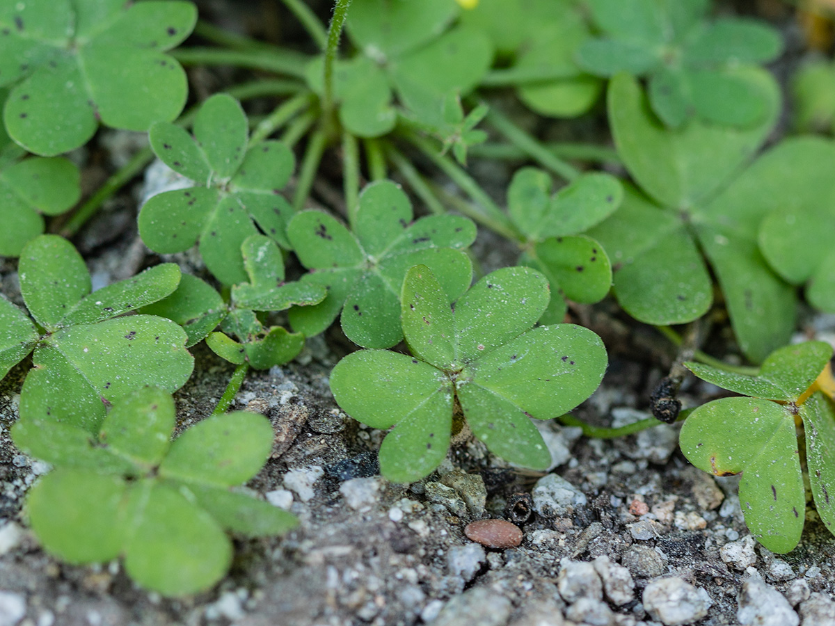 Image of Oxalis pes-caprae specimen.