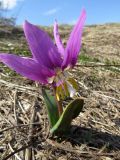 Erythronium sibiricum