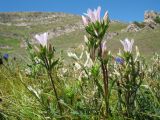 Gentiana olivieri