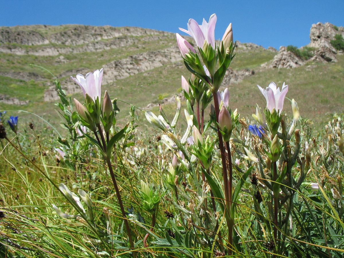 Image of Gentiana olivieri specimen.