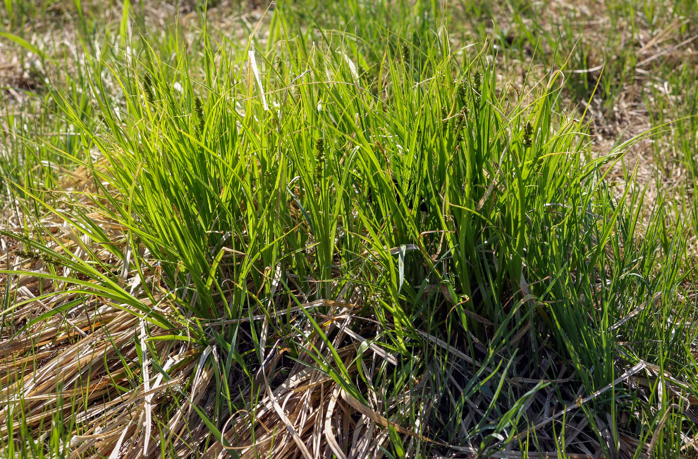 Изображение особи Carex vulpina.