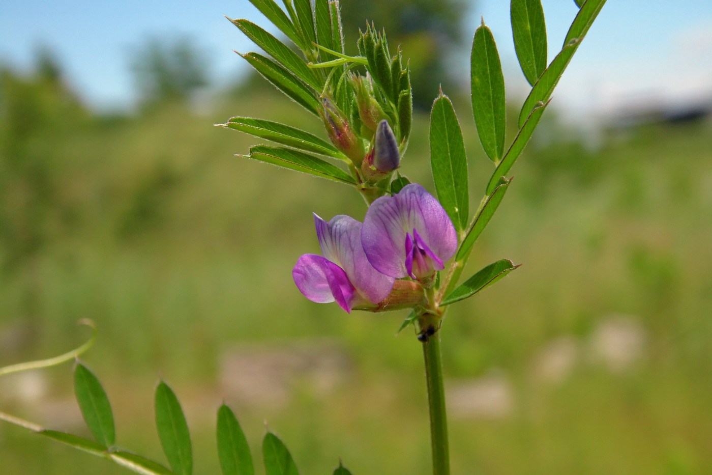 Image of Vicia angustifolia specimen.