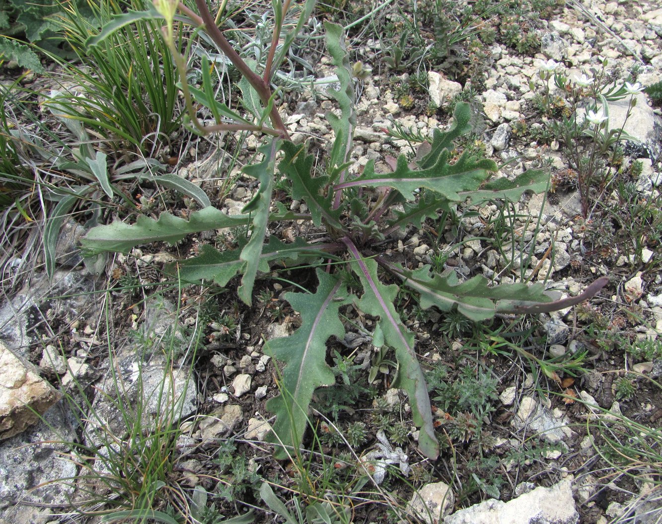 Image of familia Brassicaceae specimen.