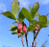 Vaccinium uliginosum. Веточка с соцветиями. Кольский п-ов, лесотундра Восточного Мурмана. 26.06.2010.