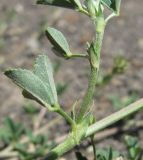 Medicago caerulea ssp. semicoerulea