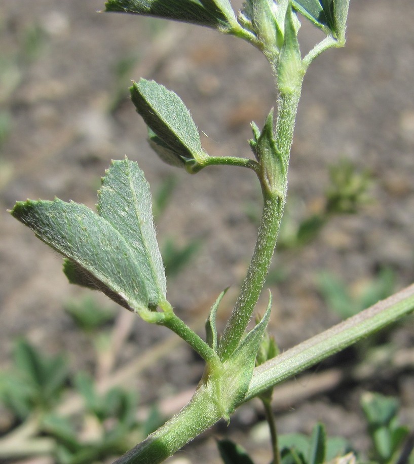 Image of Medicago caerulea ssp. semicoerulea specimen.