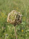 Scabiosa bipinnata