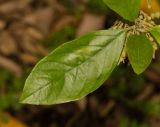 Kiggelaria africana