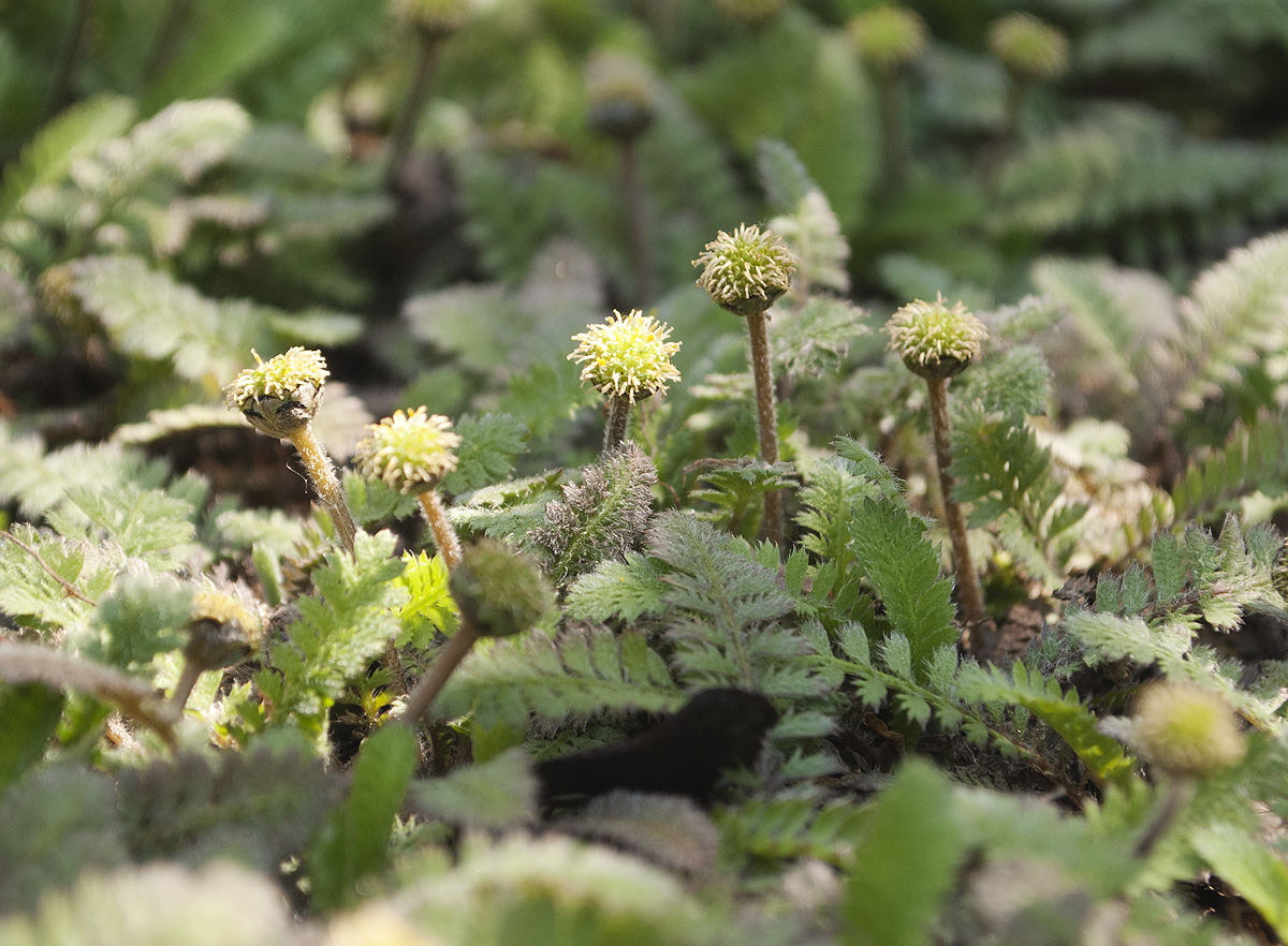 Image of Leptinella potentillina specimen.