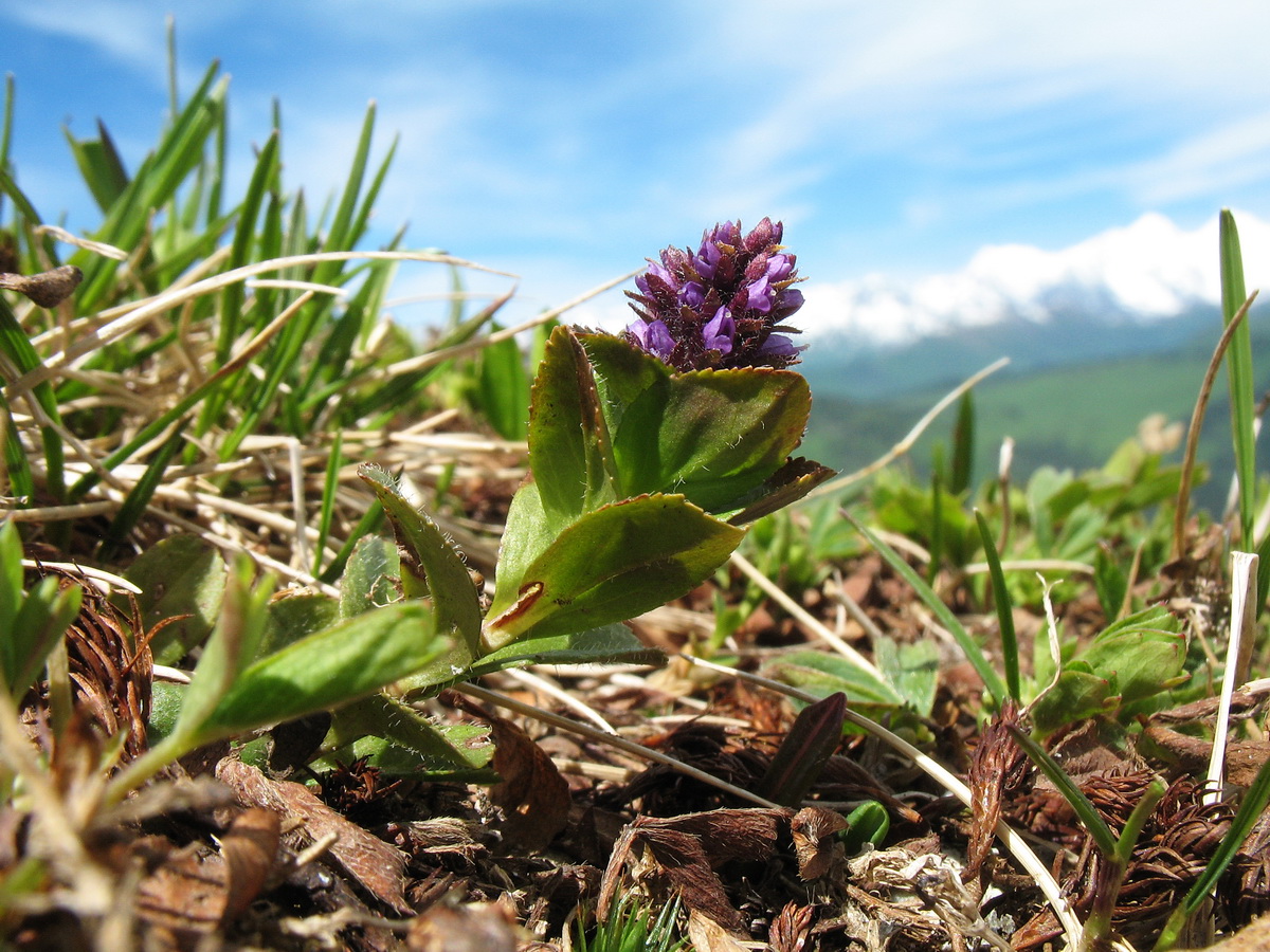 Изображение особи Veronica densiflora.