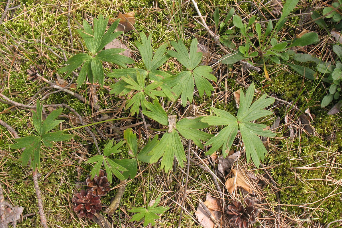 Изображение особи Pulsatilla patens.