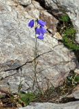 Campanula rotundifolia. Цветущее растение. Челябинская обл., Саткинский р-н, хребет Зюраткуль, ≈ 1100 м н.у.м., расщелина в скале. 31.07.2019.