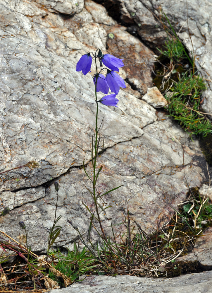 Изображение особи Campanula rotundifolia.