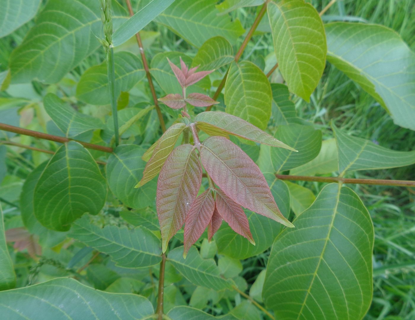 Image of Juglans regia specimen.