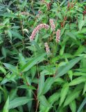 Persicaria lapathifolia