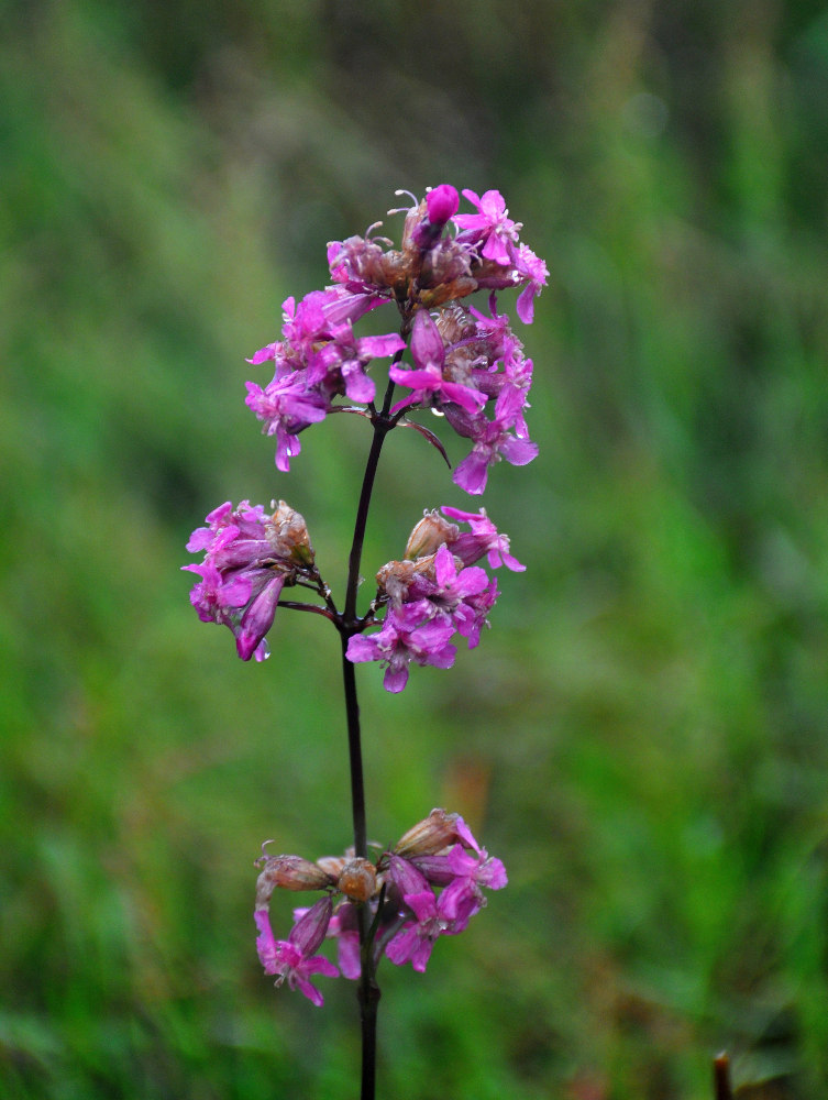 Image of Viscaria vulgaris specimen.