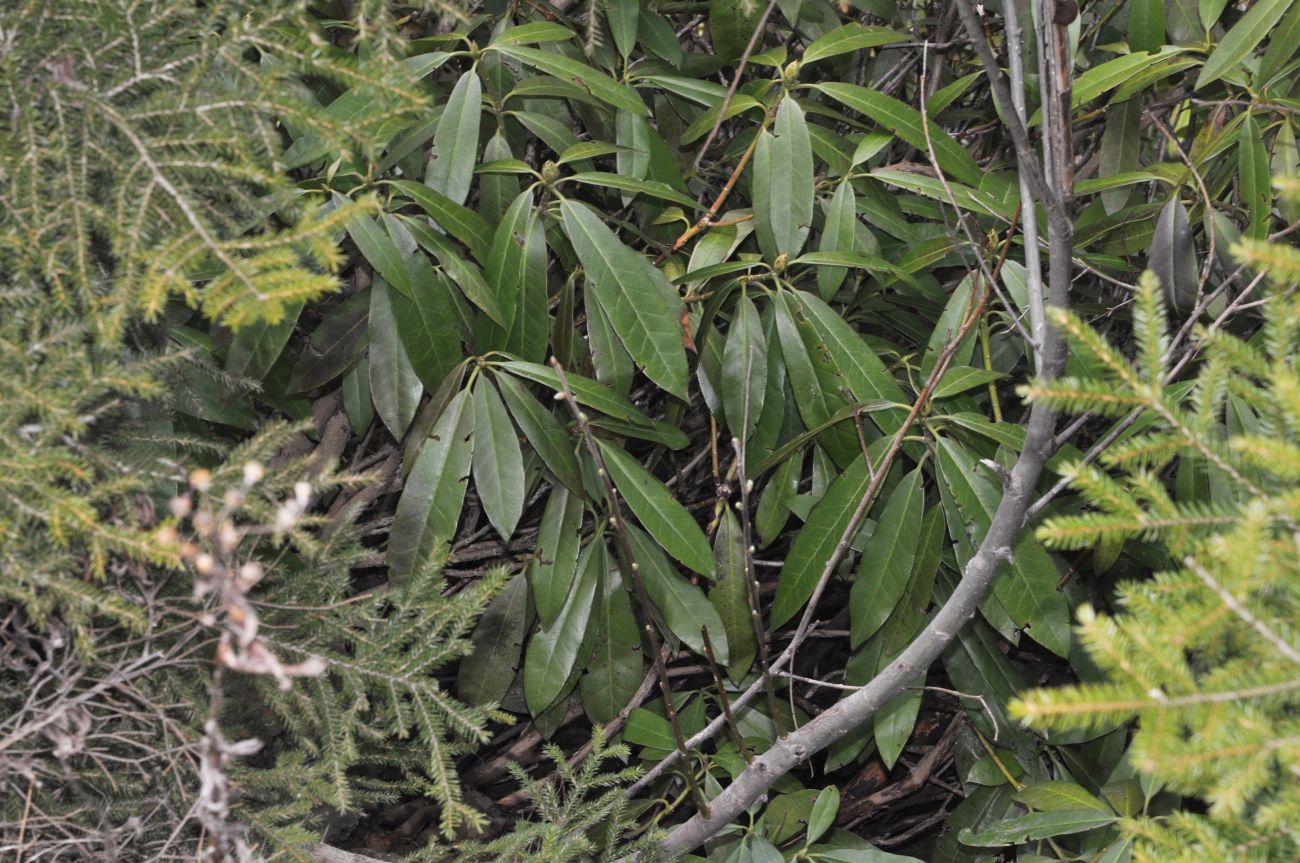 Image of Rhododendron ungernii specimen.