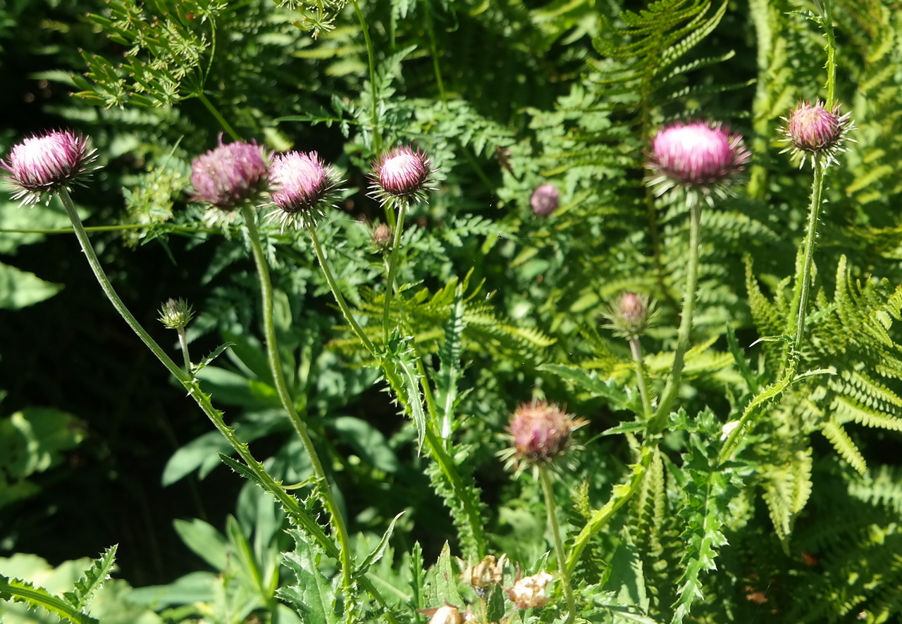 Изображение особи Carduus laciniatus.