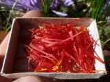 Crocus sativus. Собранные рыльца. Краснодарский край, г. Усть-Лабинск, в культуре на приусадебном участке. 12.10.2019.