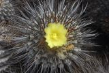 Copiapoa cinerea