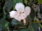 Hibiscus rosa-sinensis. Цветок и листья. Израиль, г. Бат-Ям, в культуре. 25.10.2016.