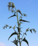 Atriplex sagittata. Верхушка цветущего побега. Новосибирская обл., Карасукский р-н, окр. бывшего с. Баское, берег канала. 12.08.2019.