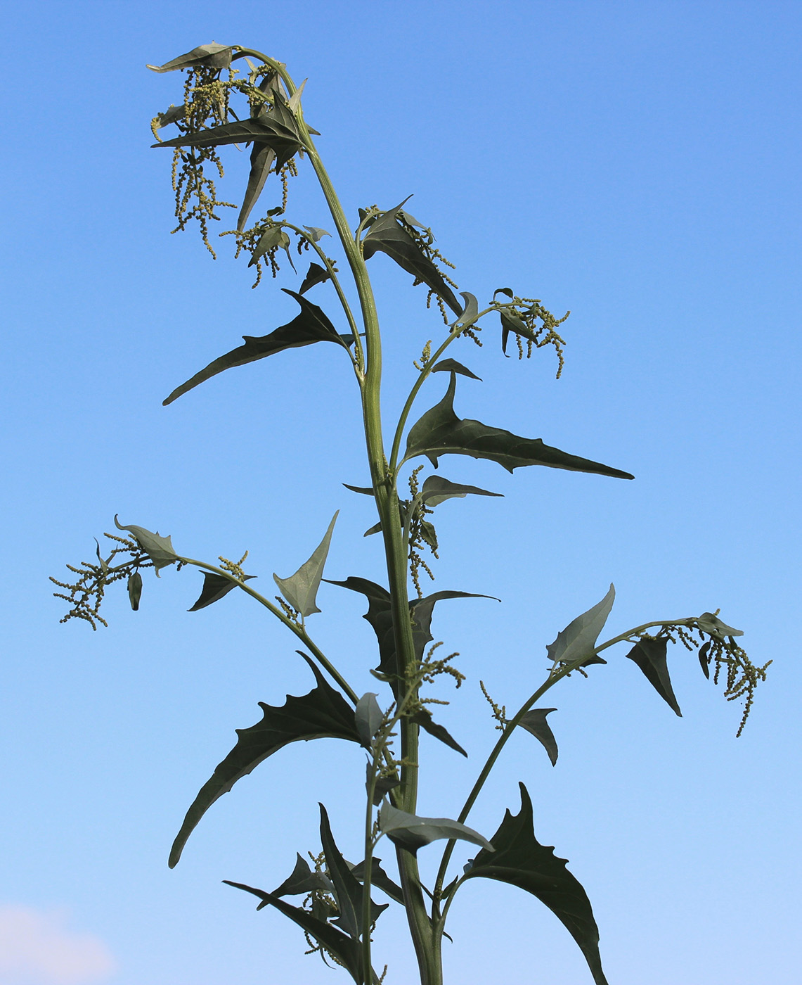 Image of Atriplex sagittata specimen.