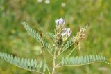 род Astragalus