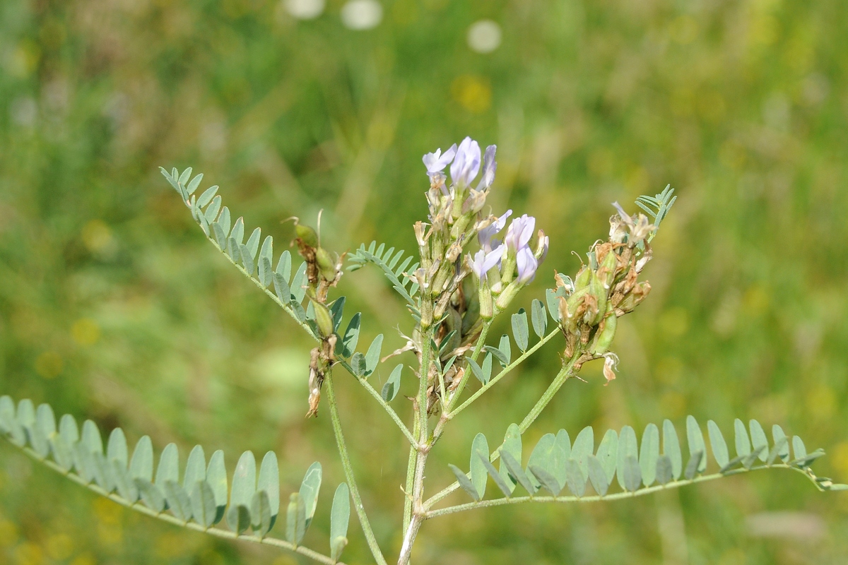 Изображение особи род Astragalus.