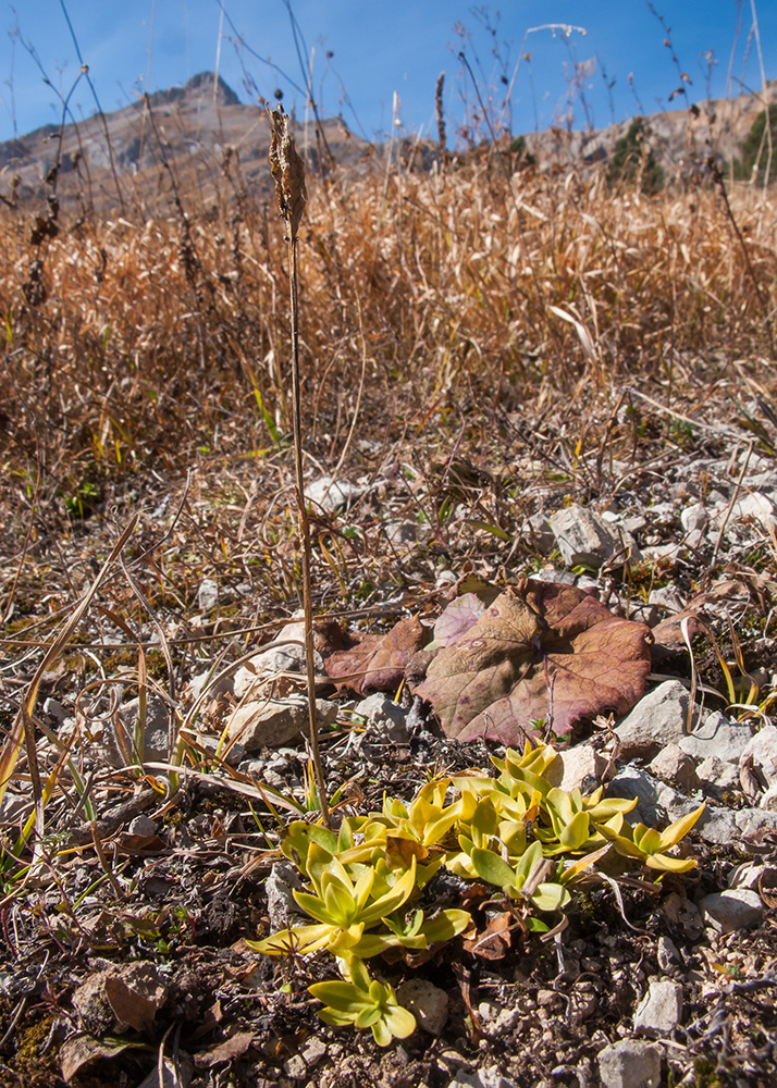 Image of Gentiana oschtenica specimen.