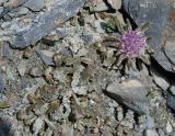 Saussurea glacialis. Цветущее растение (выс. 4-5 см). Алтай, Северо-Чуйский хребет, окр. ледника Большой Актру (выс. около 2800 м н.у.м.). 21.07.2010.