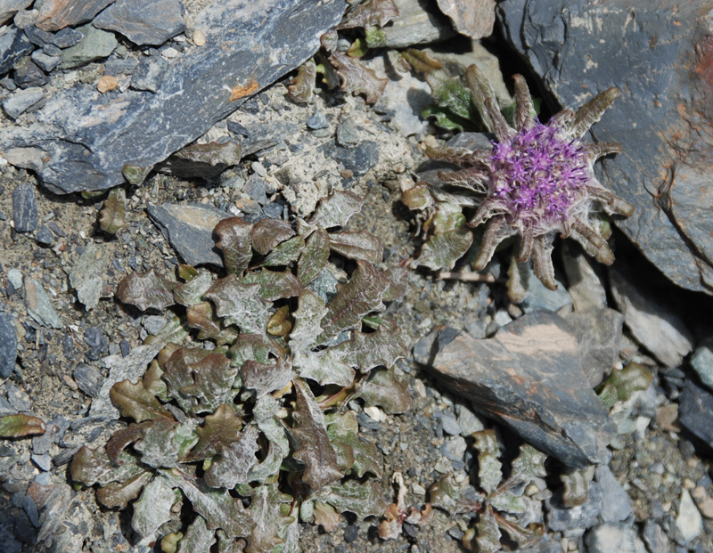 Изображение особи Saussurea glacialis.