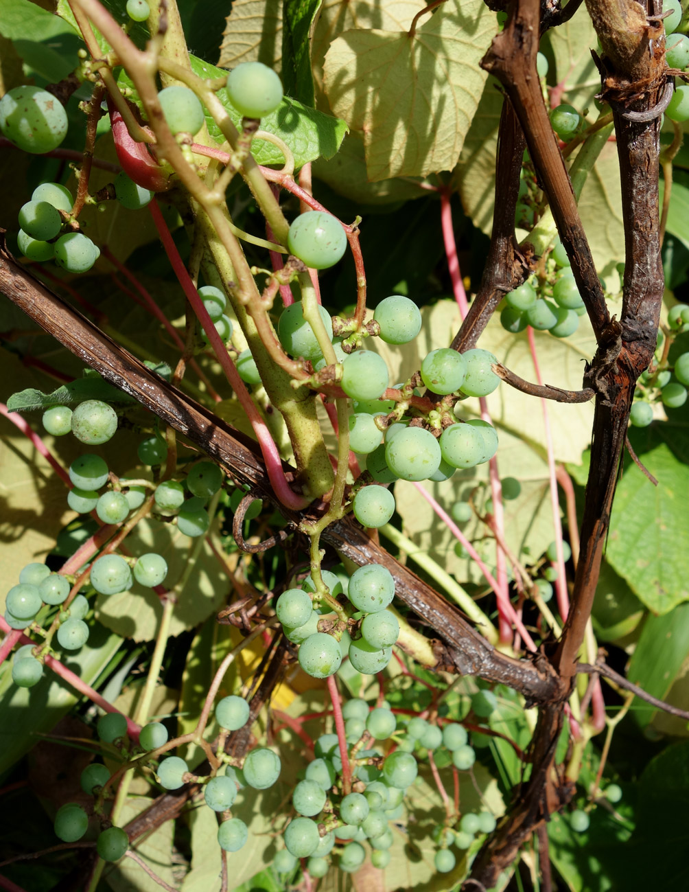 Изображение особи Vitis coignetiae.