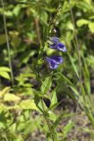 Scutellaria yezoensis