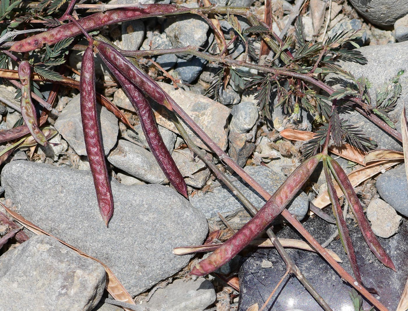 Image of Desmanthus virgatus specimen.