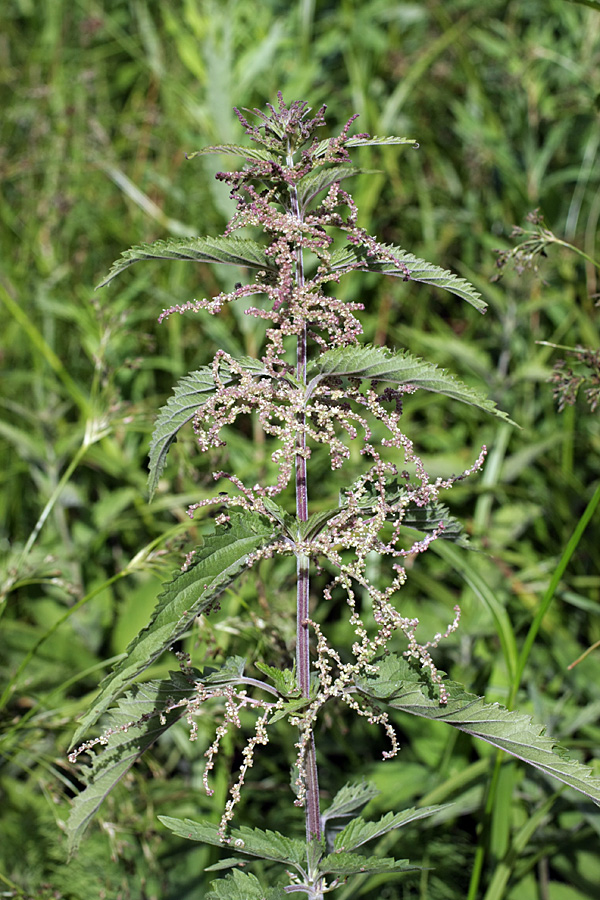 Изображение особи Urtica dioica.