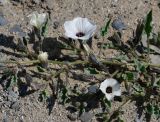 Exodeconus maritima. Часть веточки с бутонами и цветками. Перу, регион La Libertad, пос. Huanchaco, устье сухого русла (Rio Seco). 28.10.2019.