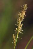 Carex elongata