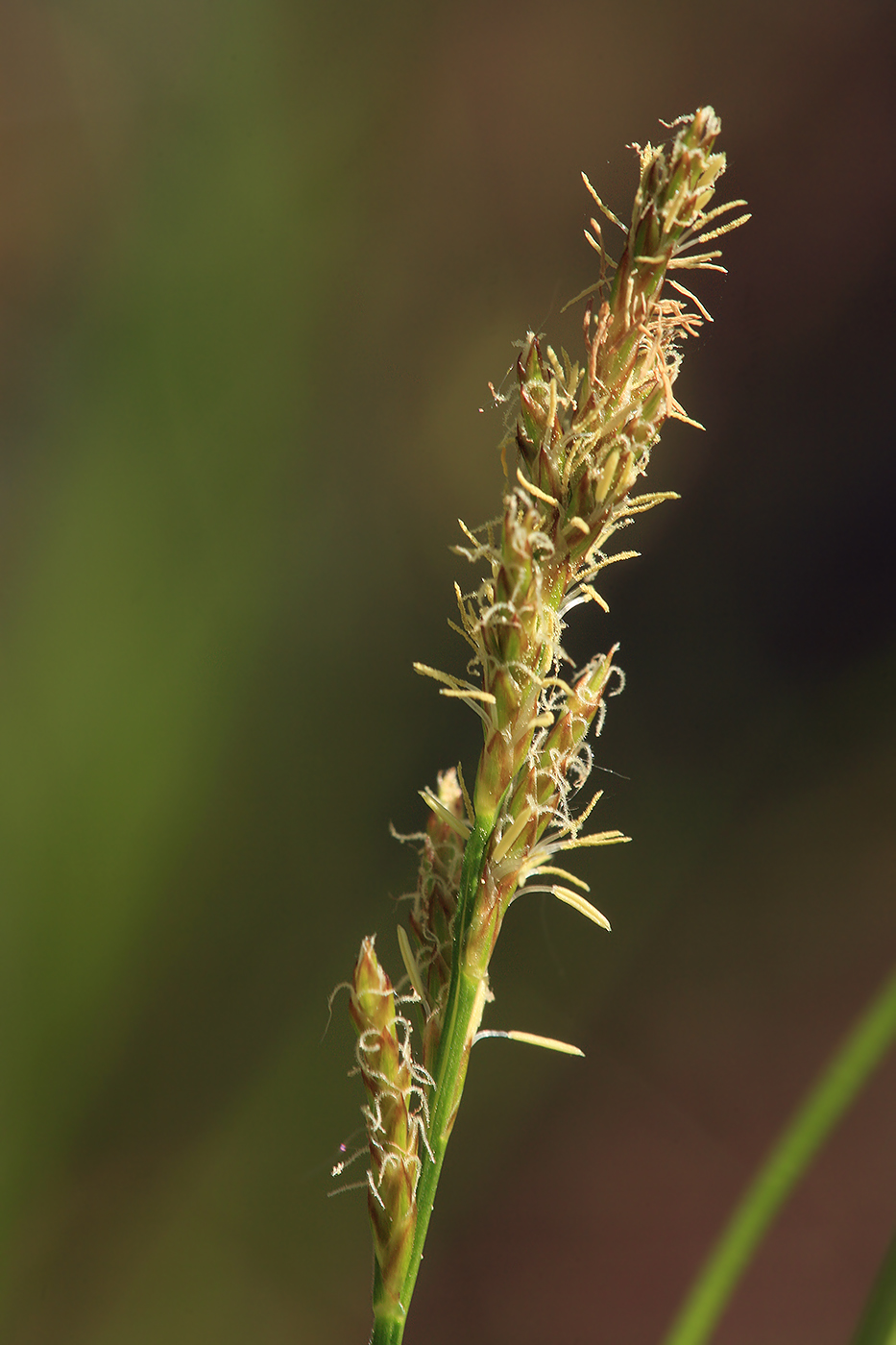 Изображение особи Carex elongata.