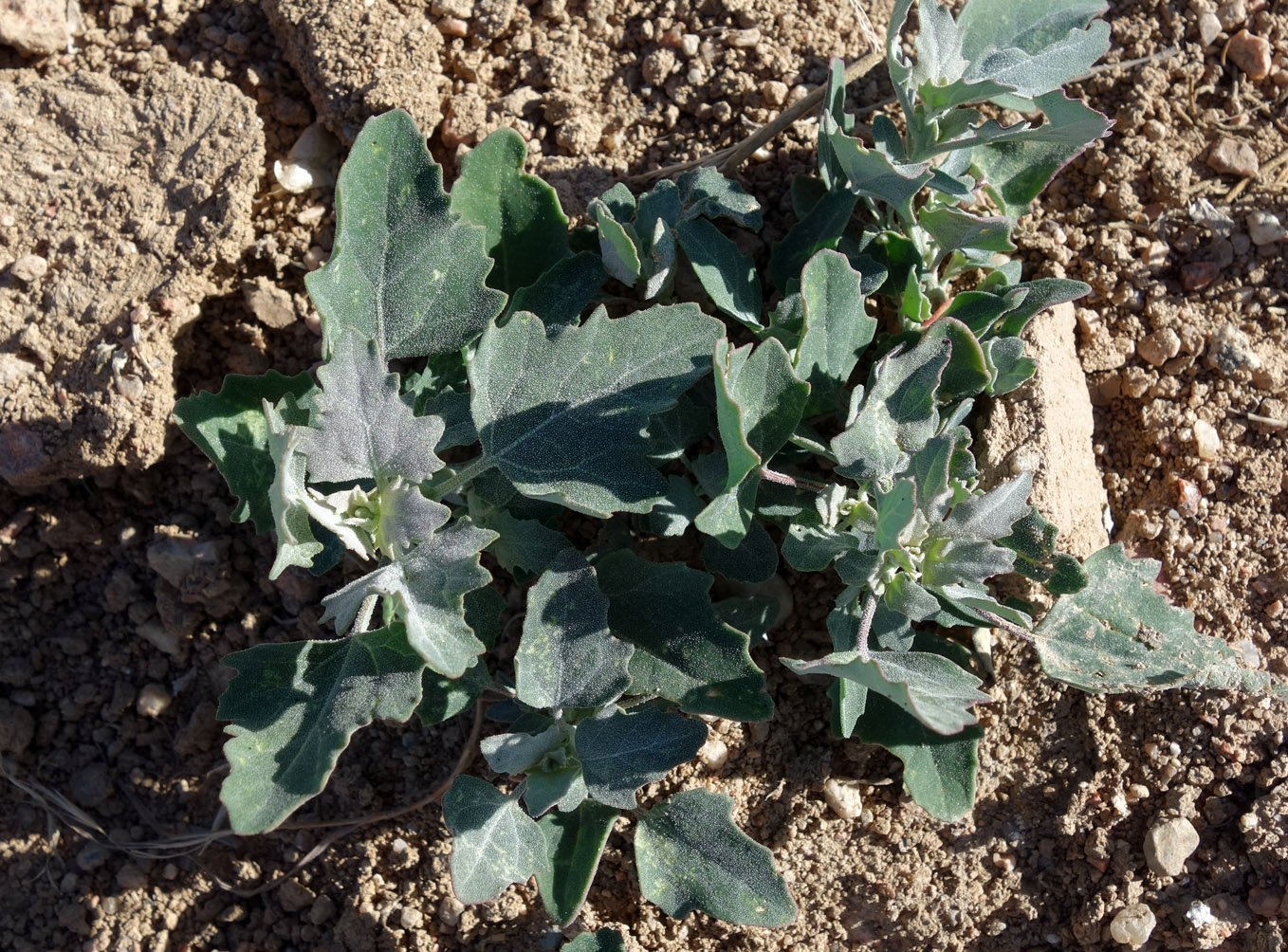 Image of genus Atriplex specimen.