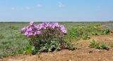 Geranium tuberosum. Куртина цветущих растений в сообществе с Vicia narbonensis. Крым, Керченский п-ов, Опукский заповедник, приморская степь, обочина дороги. 24.04.2019.