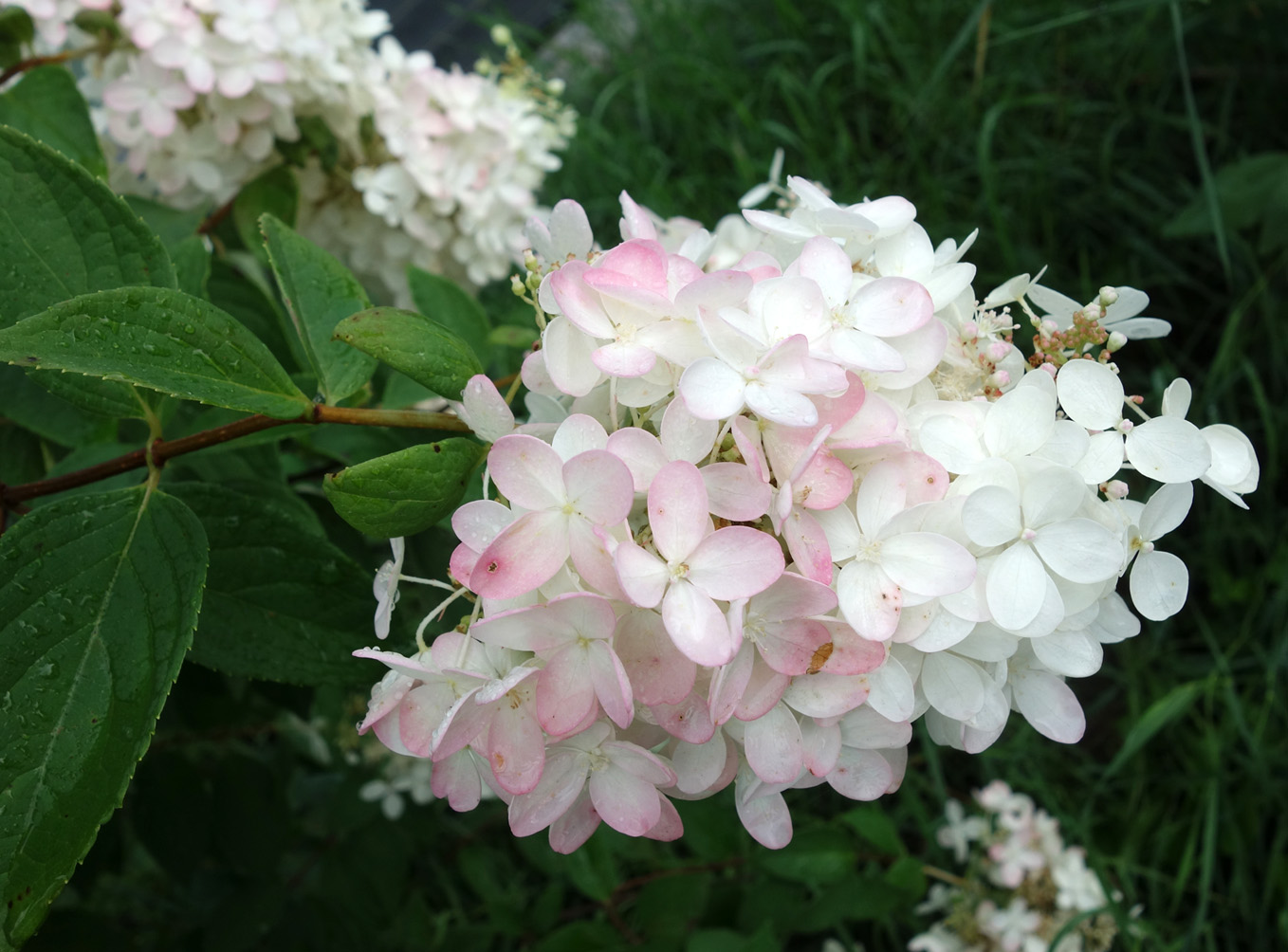 Image of Hydrangea paniculata specimen.