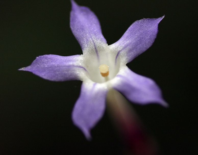 Image of Voyria pittieri specimen.