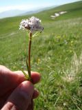Valeriana leucophaea